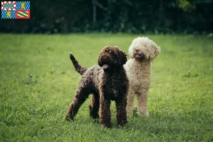 Lire la suite à propos de l’article Éleveurs de Lagotto Romagnolo et chiots en Bourgogne-Franche-Comté