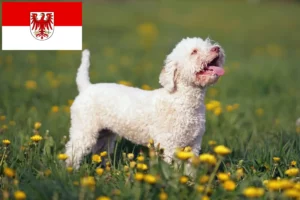 Lire la suite à propos de l’article Éleveurs de Lagotto Romagnolo et chiots dans le Brandebourg