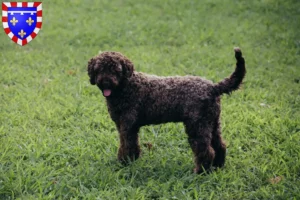 Lire la suite à propos de l’article Éleveurs de Lagotto Romagnolo et chiots en Centre-Val de Loire