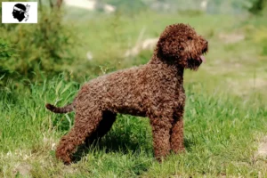 Lire la suite à propos de l’article Éleveurs de Lagotto Romagnolo et chiots en Corse