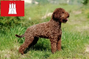 Lire la suite à propos de l’article Lagotto Romagnolo éleveurs et chiots à Hambourg