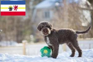 Lire la suite à propos de l’article Éleveurs de Lagotto Romagnolo et chiots dans le Mecklembourg-Poméranie occidentale