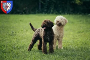 Lire la suite à propos de l’article Éleveurs de Lagotto Romagnolo et chiots en Pays de la Loire