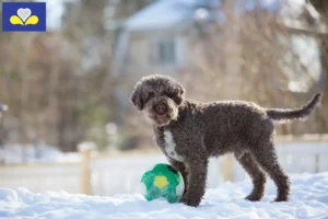 Lire la suite à propos de l’article Éleveurs de Lagotto Romagnolo et chiots en Région de Bruxelles-Capitale