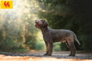 Lire la suite à propos de l’article Éleveurs de Lagotto Romagnolo et chiots en Région wallonne