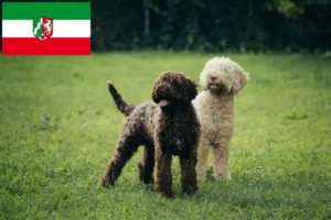 Lire la suite à propos de l’article Éleveurs de Lagotto Romagnolo et chiots en Rhénanie-du-Nord-Westphalie