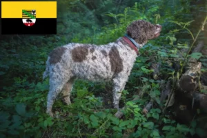 Lire la suite à propos de l’article Éleveurs de Lagotto Romagnolo et chiots en Saxe-Anhalt