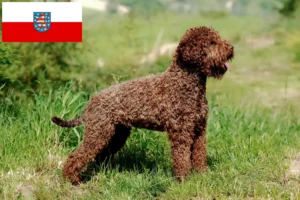 Lire la suite à propos de l’article Éleveurs de Lagotto Romagnolo et chiots en Thuringe