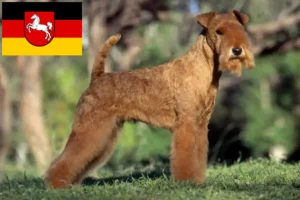 Lire la suite à propos de l’article Éleveurs de Lakeland Terrier et chiots en Basse-Saxe