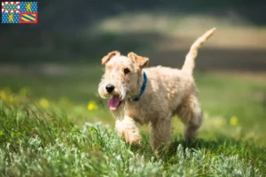 Lire la suite à propos de l’article Éleveurs de Lakeland Terrier et chiots en Bourgogne-Franche-Comté