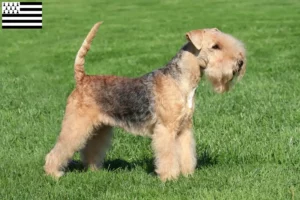 Lire la suite à propos de l’article Éleveurs de Lakeland Terrier et chiots en Bretagne