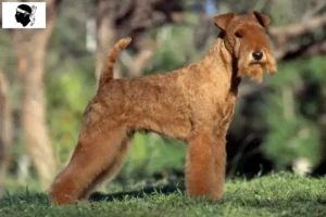 Lire la suite à propos de l’article Éleveurs de Lakeland Terrier et chiots en Corse