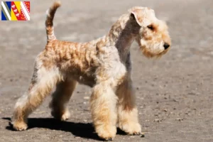 Lire la suite à propos de l’article Éleveurs de Lakeland Terrier et chiots en Grand Est