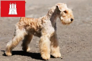 Lire la suite à propos de l’article Éleveurs de Lakeland Terrier et chiots à Hambourg