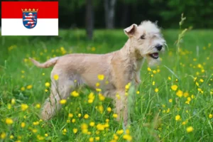 Lire la suite à propos de l’article Éleveurs de Lakeland Terrier et chiots en Hesse