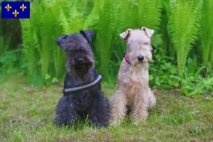 Lire la suite à propos de l’article Éleveurs de Lakeland Terriers et chiots en Île-de-France