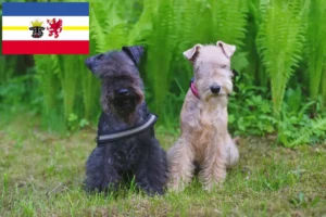 Lire la suite à propos de l’article Éleveurs de Lakeland Terrier et chiots dans le Mecklembourg-Poméranie occidentale