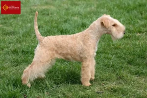 Lire la suite à propos de l’article Éleveurs de Lakeland Terrier et chiots en Occitanie