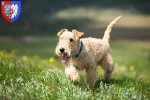 Lire la suite à propos de l’article Éleveurs de Lakeland Terrier et chiots en Pays de la Loire