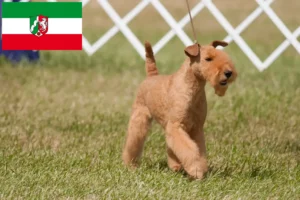 Lire la suite à propos de l’article Éleveurs de Lakeland Terrier et chiots en Rhénanie du Nord-Westphalie