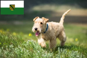 Lire la suite à propos de l’article Lakeland Terrier éleveurs et chiots en Saxe