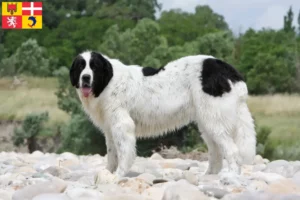 Lire la suite à propos de l’article Eleveurs de Landseer et chiots en Auvergne-Rhône-Alpes