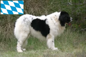 Lire la suite à propos de l’article Éleveurs de Landseer et chiots en Bavière