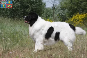 Lire la suite à propos de l’article Eleveurs de Landseer et chiots en Bourgogne-Franche-Comté