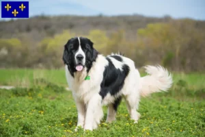 Lire la suite à propos de l’article Éleveurs de Landseer et chiots en Île-de-France