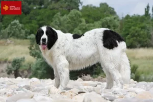 Lire la suite à propos de l’article Éleveurs de Landseer et chiots en Occitanie