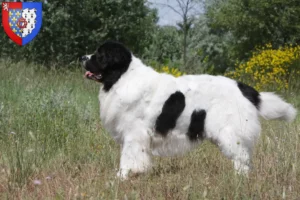 Lire la suite à propos de l’article Éleveurs de Landseer et chiots en Pays de la Loire