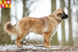 Lire la suite à propos de l’article Eleveurs de Leonberger et chiots en Auvergne-Rhône-Alpes