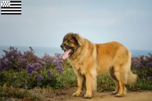 Lire la suite à propos de l’article Eleveurs de Leonberger et chiots en Bretagne