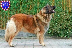 Lire la suite à propos de l’article Eleveurs de Leonberger et chiots en Centre-Val de Loire