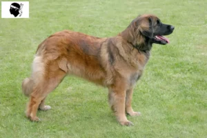 Lire la suite à propos de l’article Eleveurs de Leonberger et chiots en Corse