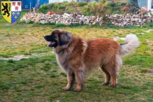 Lire la suite à propos de l’article Eleveurs de Leonberger et chiots en Hauts-de-France