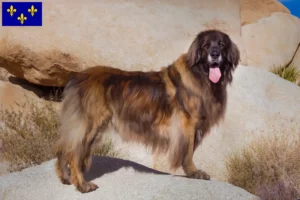 Lire la suite à propos de l’article Eleveurs de Leonberger et chiots en Île-de-France