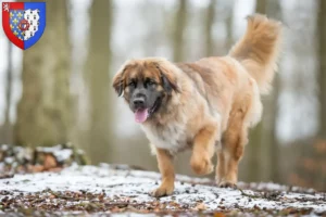 Lire la suite à propos de l’article Eleveurs de Leonberger et chiots en Pays de la Loire