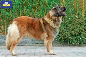 Lire la suite à propos de l’article Leonberger éleveurs et chiots en Région de Bruxelles-Capitale