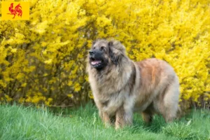 Lire la suite à propos de l’article Eleveurs de Leonberger et chiots en Région wallonne