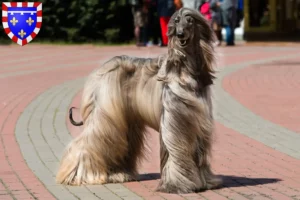 Lire la suite à propos de l’article Éleveurs de lévriers afghans et chiots en Centre-Val de Loire