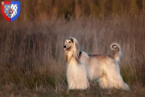 Lire la suite à propos de l’article Éleveurs de lévriers afghans et chiots en Pays de la Loire