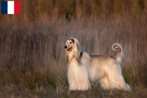 Lire la suite à propos de l’article Éleveurs de lévriers afghans et de chiots à la Réunion