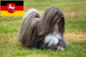 Lire la suite à propos de l’article Lhasa Apso éleveurs et chiots en Basse-Saxe