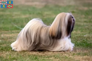 Lire la suite à propos de l’article Éleveurs de Lhassa Apso et chiots en Bourgogne-Franche-Comté