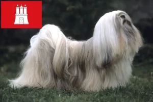 Lire la suite à propos de l’article Lhasa Apso éleveurs et chiots à Hambourg