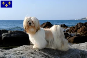 Lire la suite à propos de l’article Éleveurs de Lhassa Apso et chiots en Île-de-France