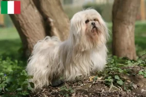 Lire la suite à propos de l’article Éleveurs de Lhassa Apso et chiots en Italie