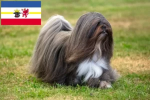 Lire la suite à propos de l’article Lhasa Apso éleveurs et chiots dans le Mecklembourg-Poméranie occidentale