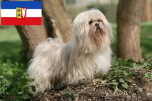 Lire la suite à propos de l’article Lhasa Apso éleveurs et chiots dans le Schleswig-Holstein